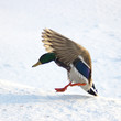landing mallard