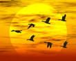 flying ducks