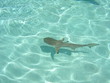 requin