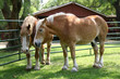 draft horses draft horses