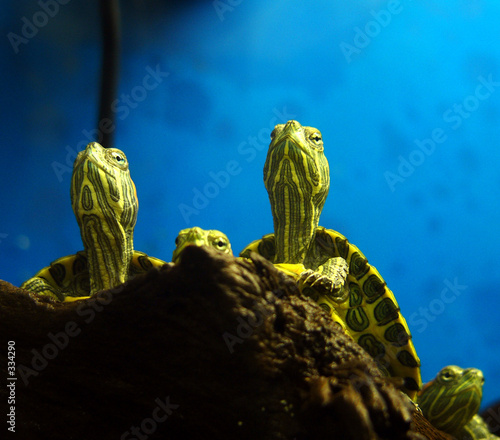 turtles in terrarium