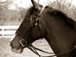 horse sepia horse sepia