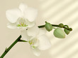 Foto: orchidee orchidee