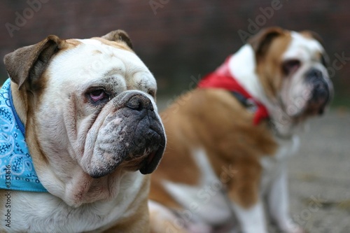 british bulldogs