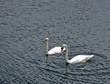 swans