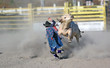 charging bull
