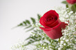 single red rose