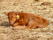 newborn calf