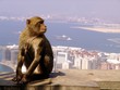 berberaffe gibraltar