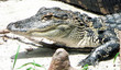 alligator