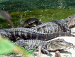 turtle & alligators