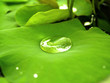 water in a lotus