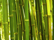 bamboo tree