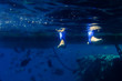 underwater2 underwater2