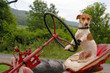 dog license