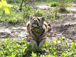 tigre