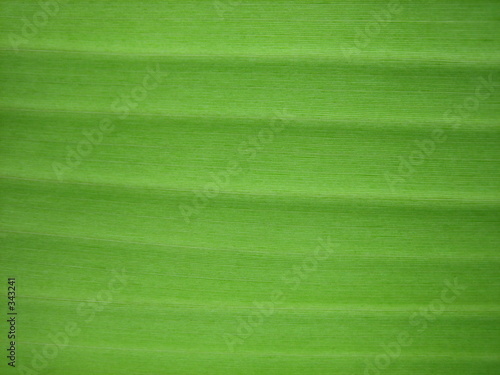 texture de feuille de bananier