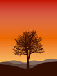 winter tree