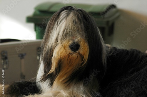 perro