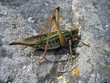 locust