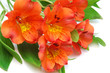spring flowers
