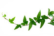 ivy on white background 2