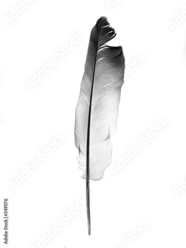 plume