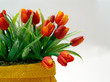 Foto: rote tulpen rote tulpen