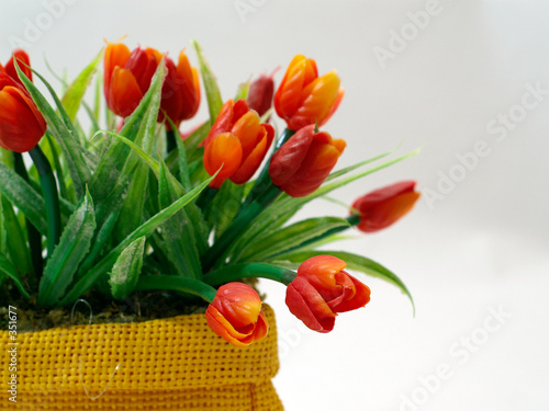 Foto: rote tulpen rote tulpen