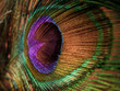 peacock, feather