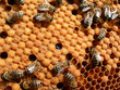 bees