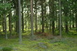 wald 1