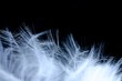 white feather 5