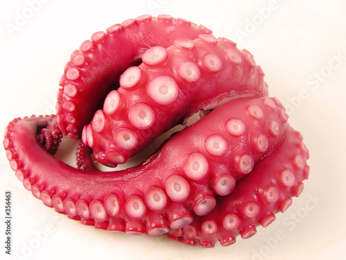 octopus
