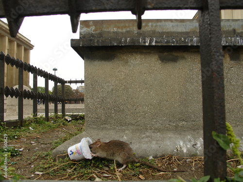 Foto: le repas du rat au trocadero le repas du rat au trocadero