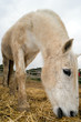 caballo0024