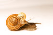 schnecken