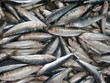 sardine sardine