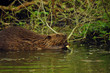 europan beaver