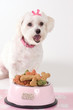 barking dog