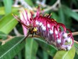 wasp.
