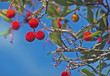 erdbeeren