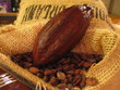 Foto: cabosse cacao cabosse cacao