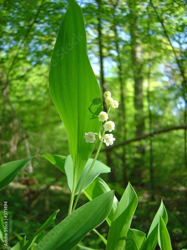 brin de muguet
