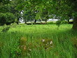 lush ireland