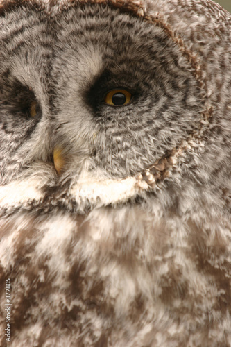 Photo: great grey owl 2 great grey owl 2