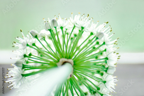 white flowers white flowers