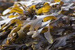seaweed