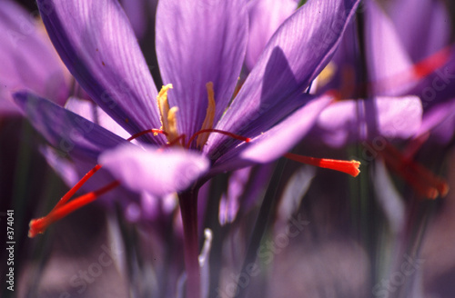 crocus crocus
