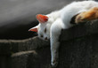 lazy like sunday morning